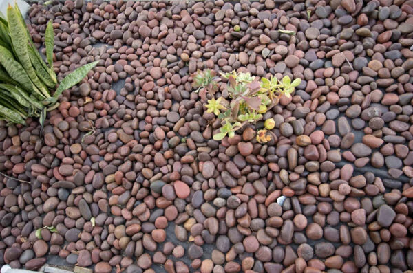 Natural Pebble Stone River Rock for Garden Landscaping - BloomStone