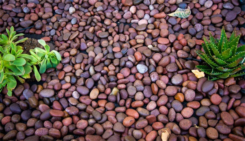 A-Grade Red Polished Pebbles for Landscaping & Décor